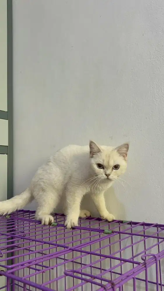 Kucing British Short Hair Silver Shaded point Ped Wcf Betina