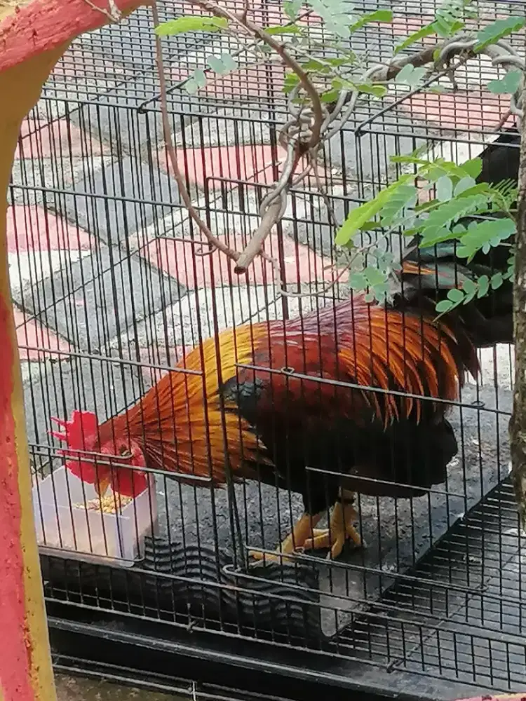 Ayam kate merah jantan