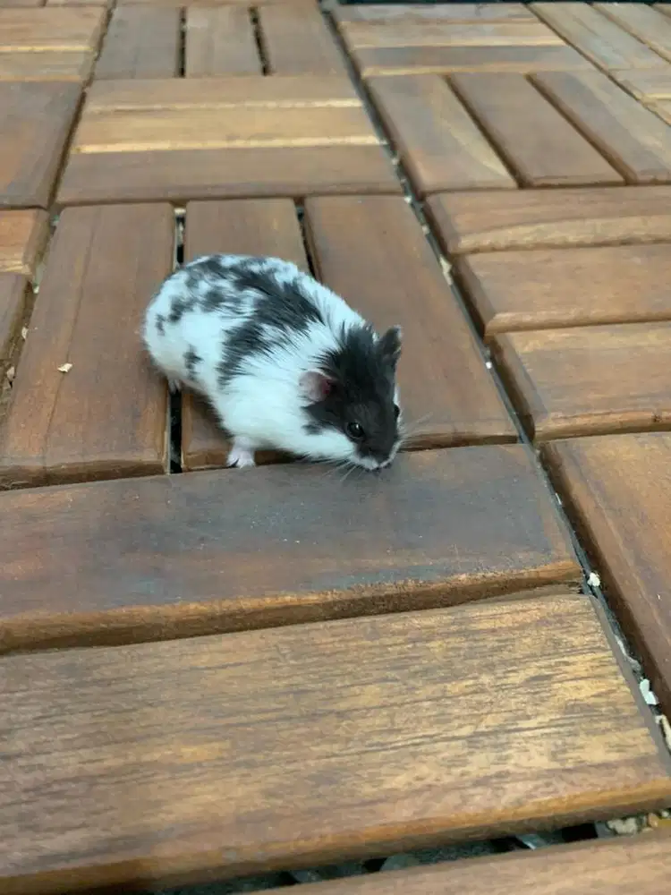 Hamster Campbel (Tidak Jinak) tersedia varian Panda, Dominan, Polos