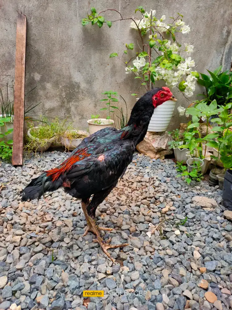 Ayam pakhoy muda