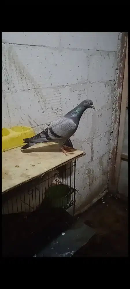 Merpati megan piyik
