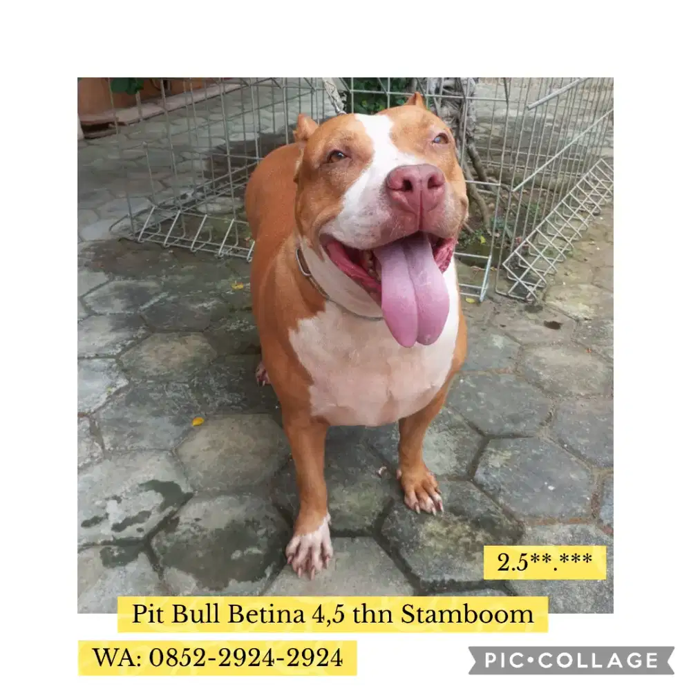 Pit Bull jantan betina stamboom