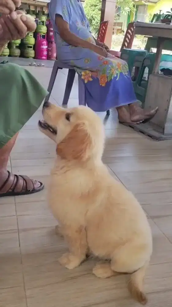 Golden Retriever Betina Stamboom