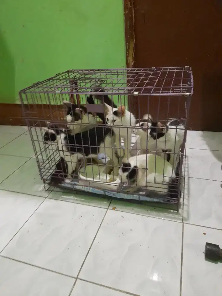 Free adopp kucing