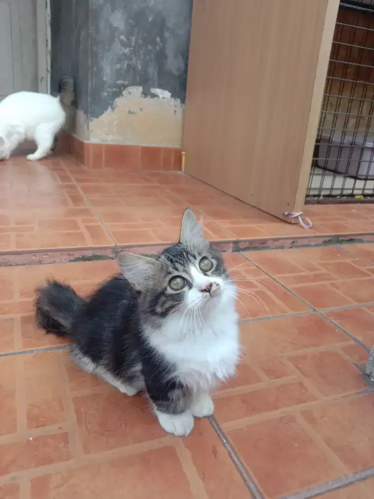 KUCING MUNHCKIN JANTAN 3,5 BULAN SEHAT MULUS NOMINUS WARNA TABBY