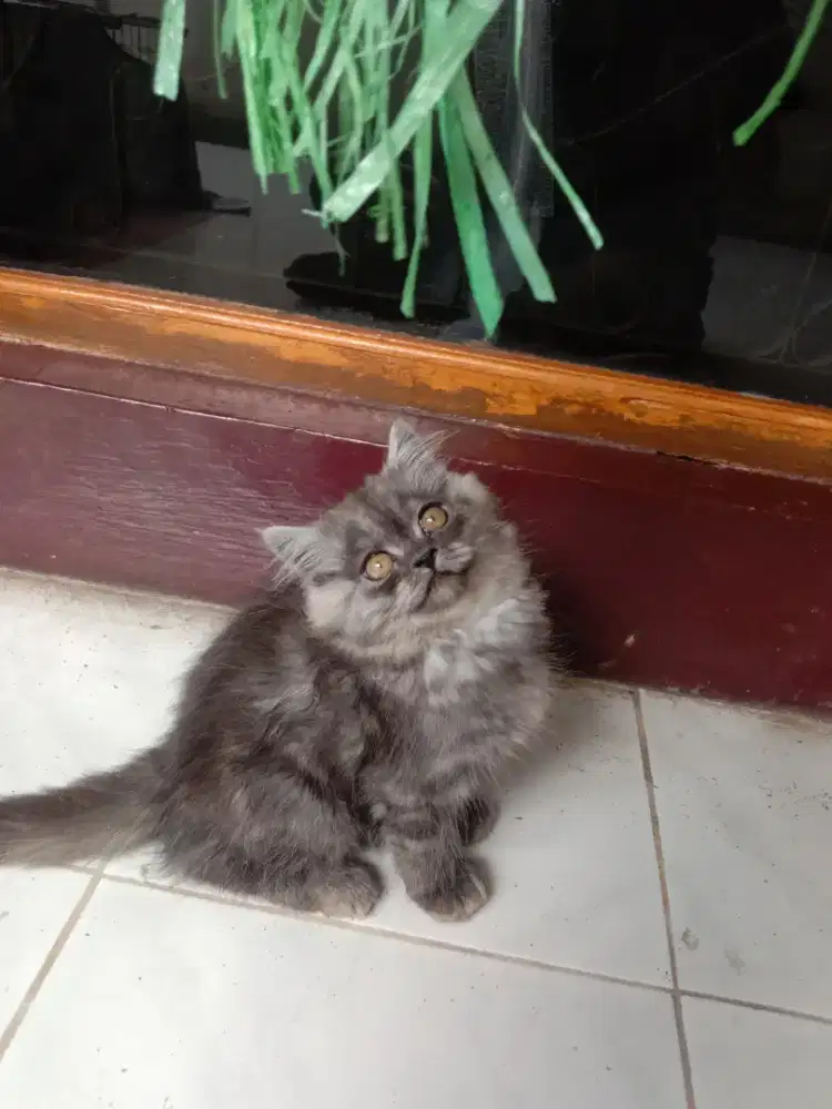 PERSIA JANTAN 3 BULAN SILVER TABBY