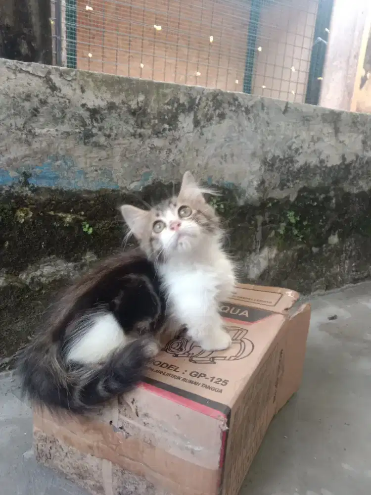 MUNHCKIN BETINA 3 BULAN TABBY AND WHITE