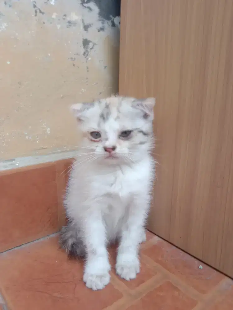 SCOTTISH FOLD CALICO 2,5 BULAN DOUBLE FOLD