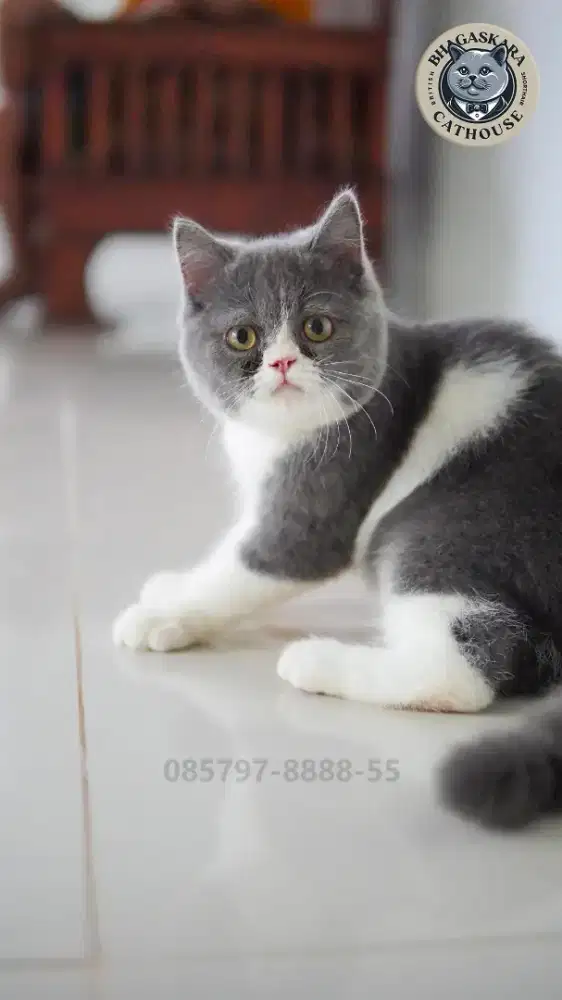 Kitten BSH Bico Jantan