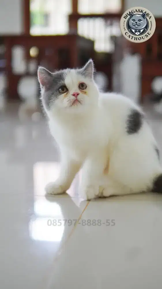 Kitten BSH Blue Van Betina
