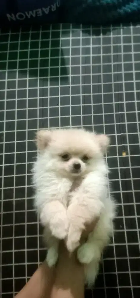 Jual anakan minipom