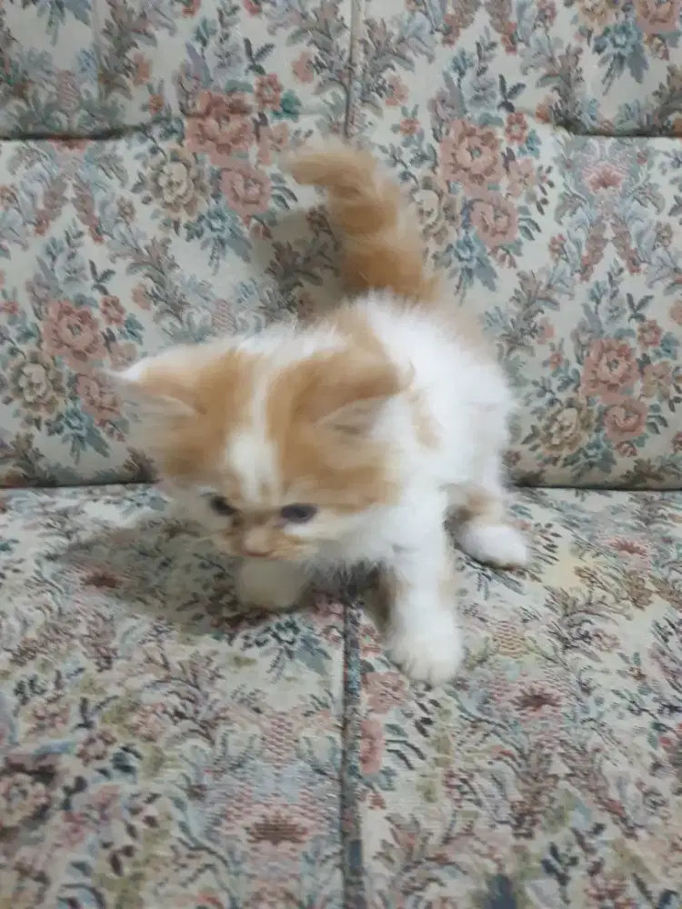 Kucing cat addobsi