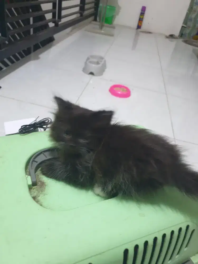 Kucing child peaknose angora