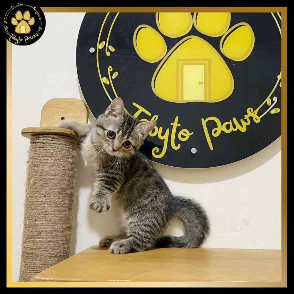 OPEN BOOKING MUNCHKIN BSH JANTAN