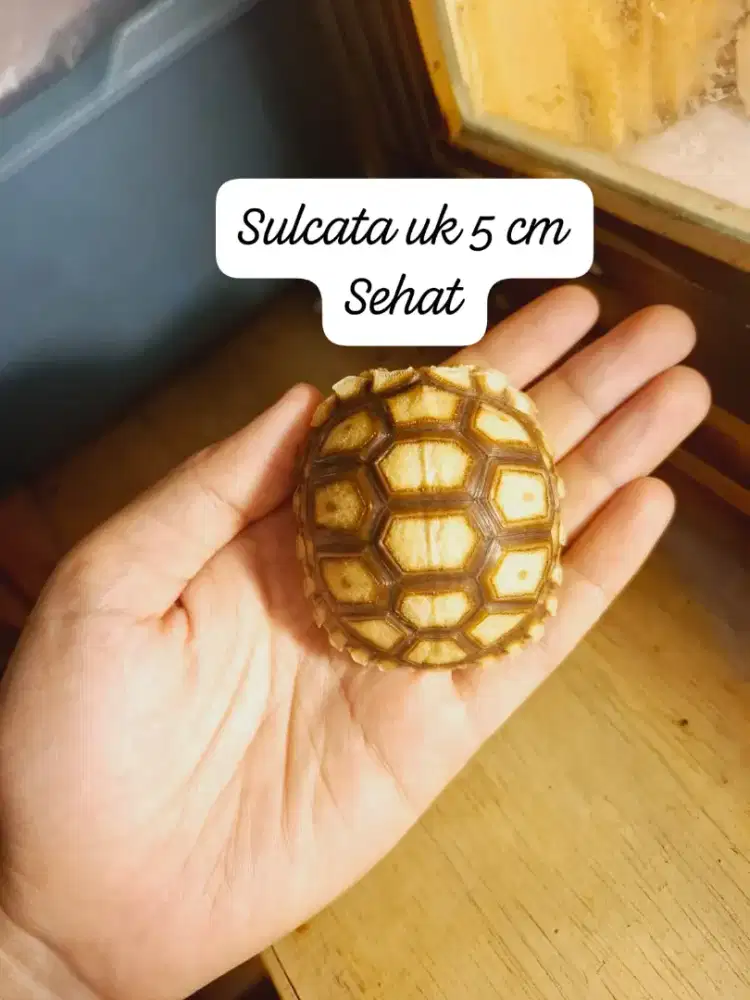 Sulcata uk 5 cm