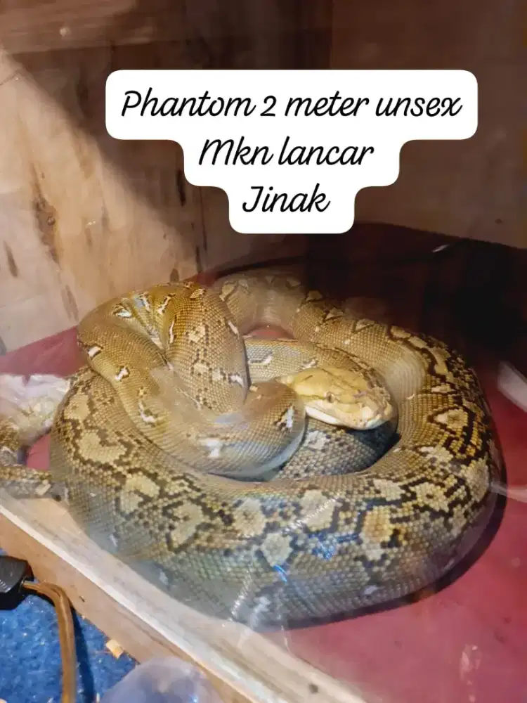 Phantom 2 meter unsex