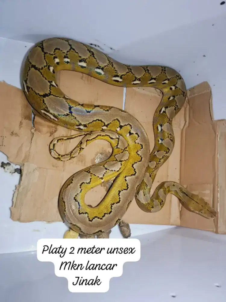 Platy 2 meter unsex