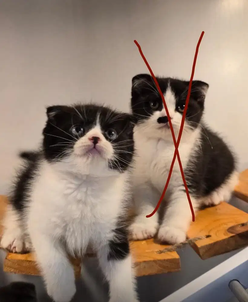 Lepas adop Bsh SF / british short hair x scottish fold / scottish fold