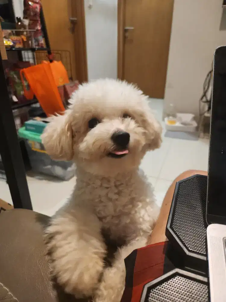Puppy puddle minitoy lucu