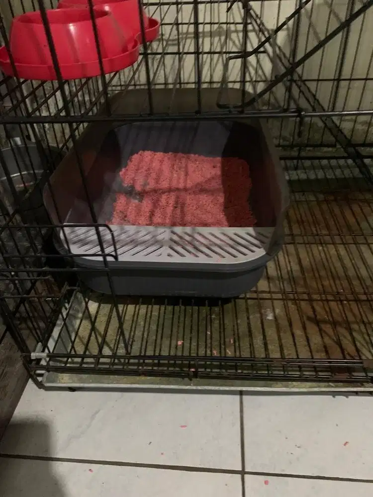 Jual Cepat Litter Box Kucing Size Jumbo dan Medium
