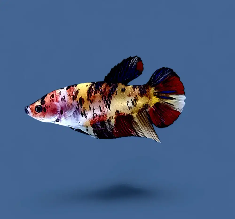 ikan cupang betina giant yellow base