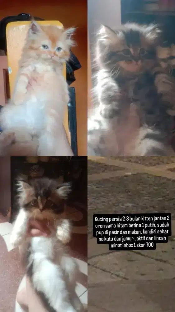 Kucing persia kitten