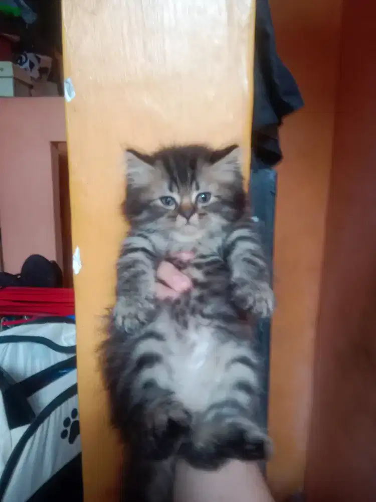 Kucing persia kitten 3 ekor