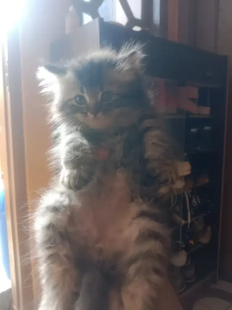 Kucing persia kitten open adopt