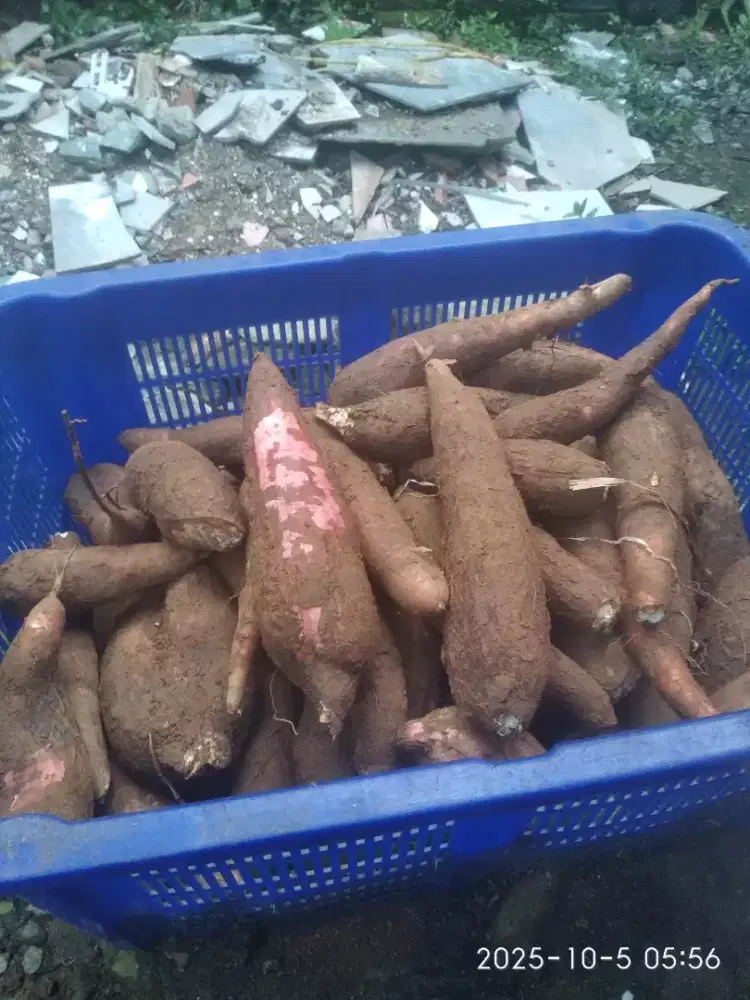 Singkong kulit merah