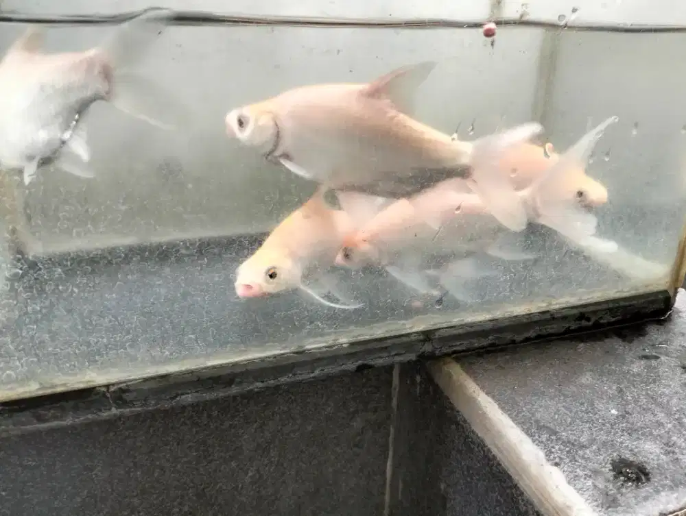 kaviat albino slayer