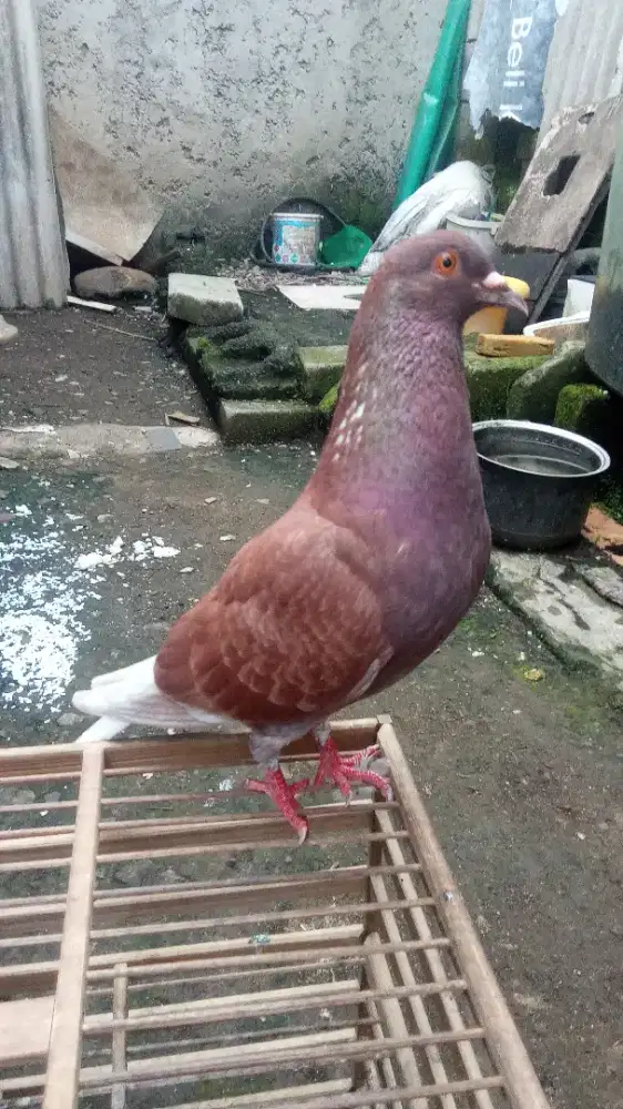 Merpati tinggi badan bulet