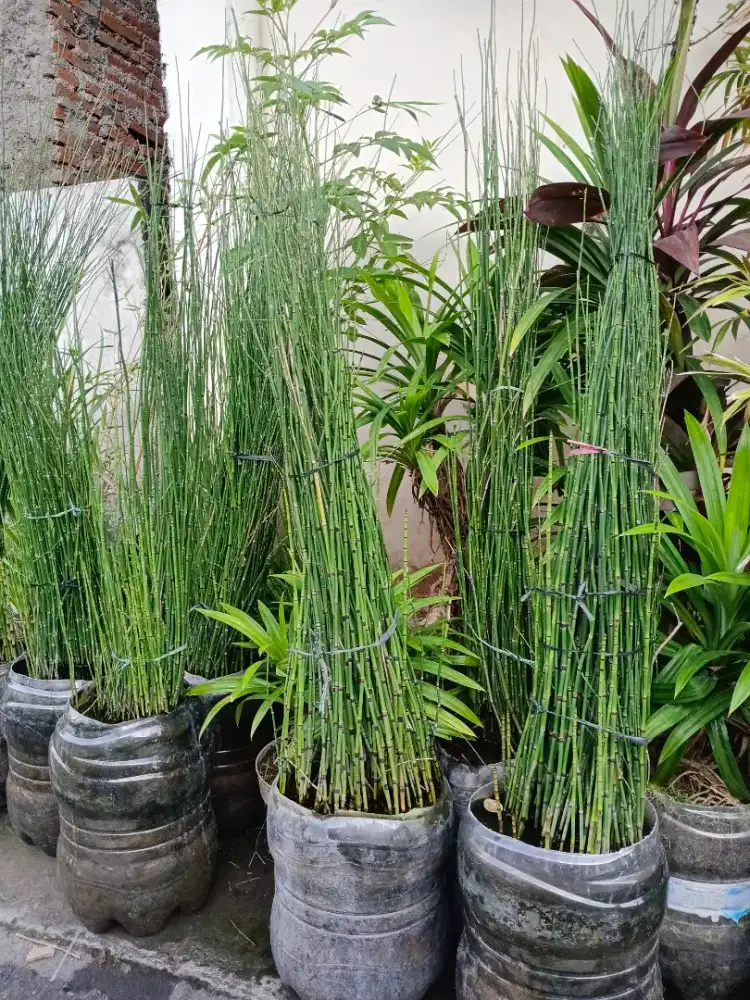 Tanaman hias bambu air untuk melengkapi taman kita