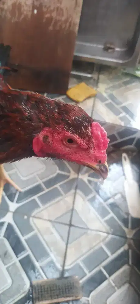 Ayam  bangkok  usia  4  bulan