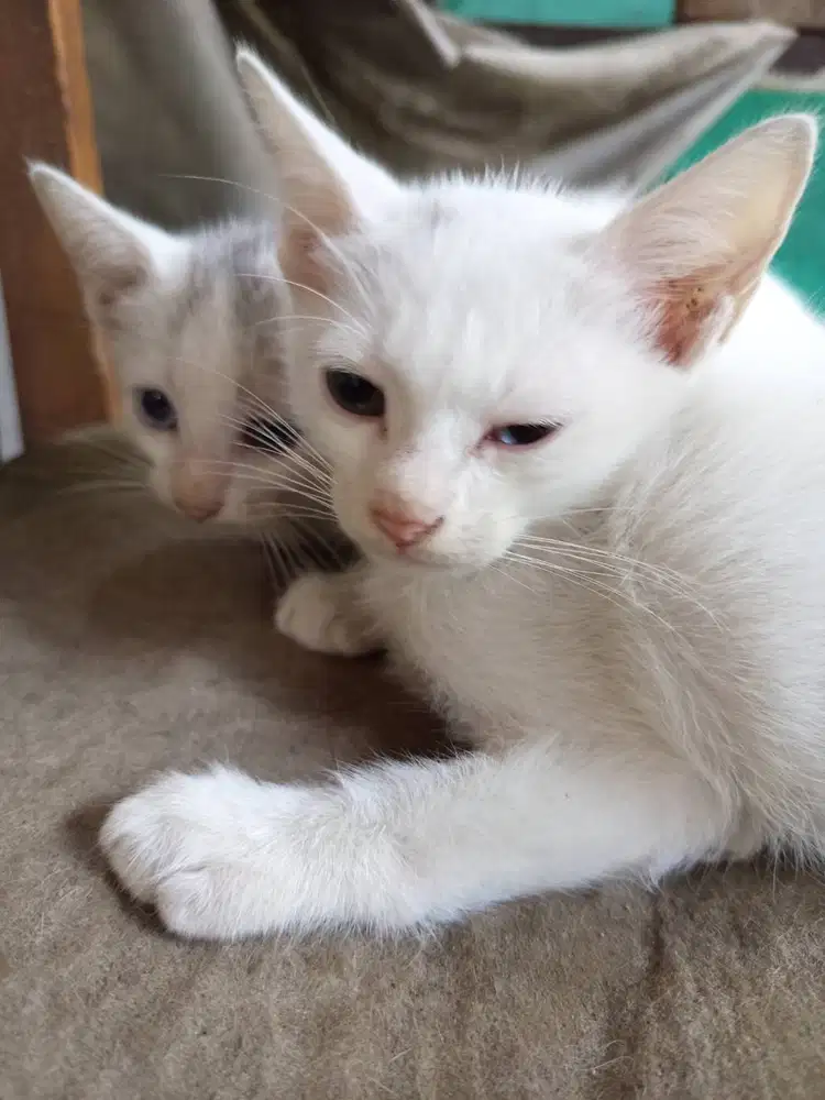 Open Adopsi Kucing 2 warna bola matanya (odd eye)
