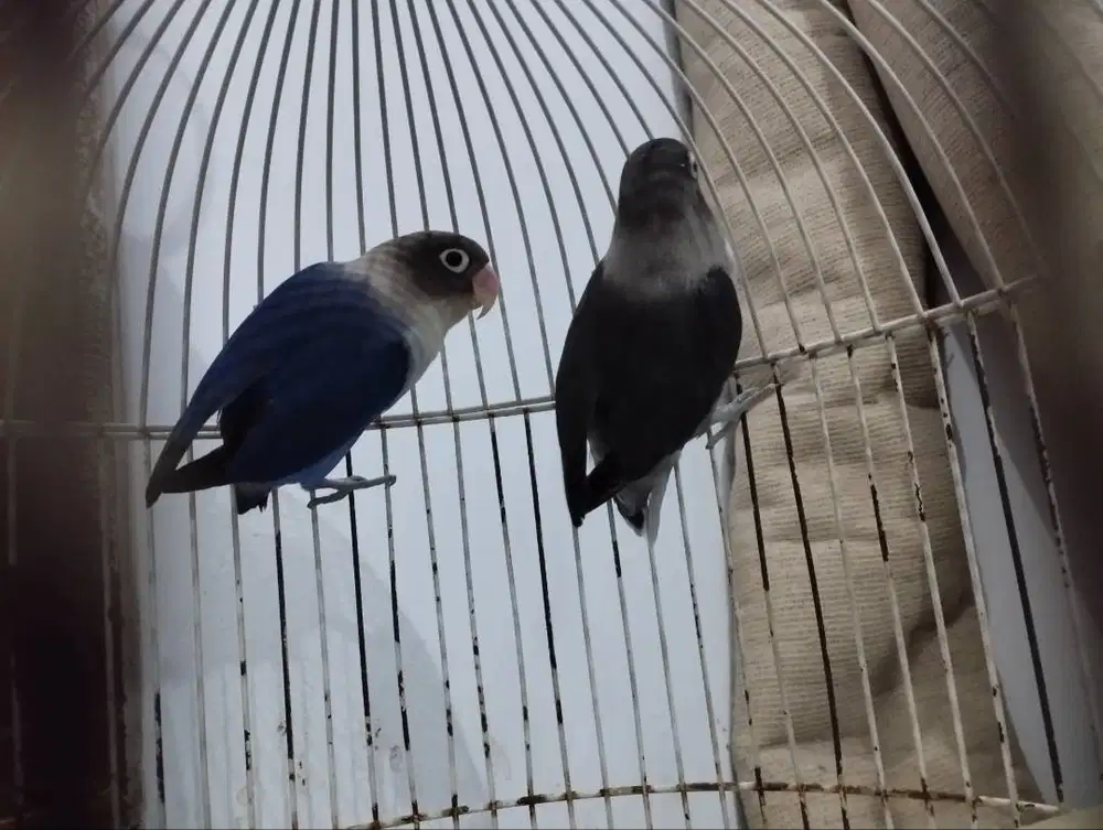 Burung Lovebird(LB)