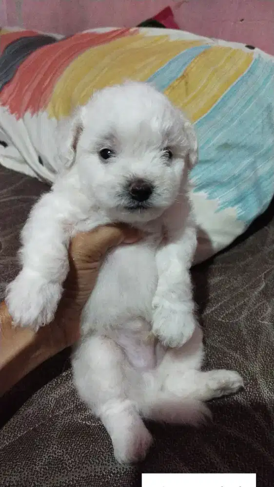 Anak anjing bichon Frise Jantan