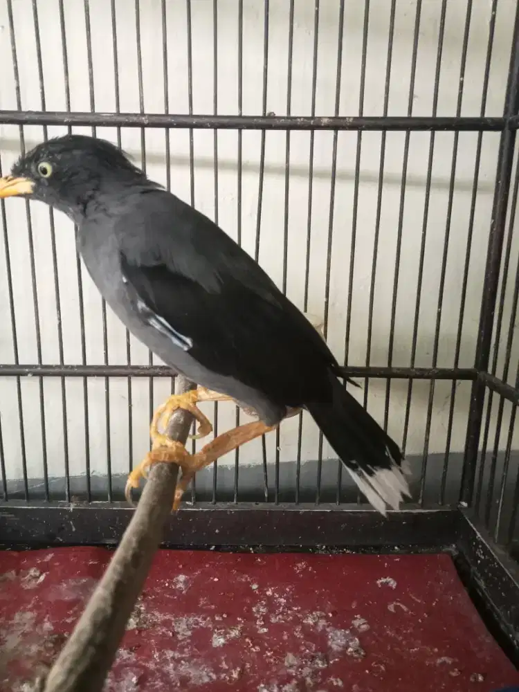 Jalak kebo jantan