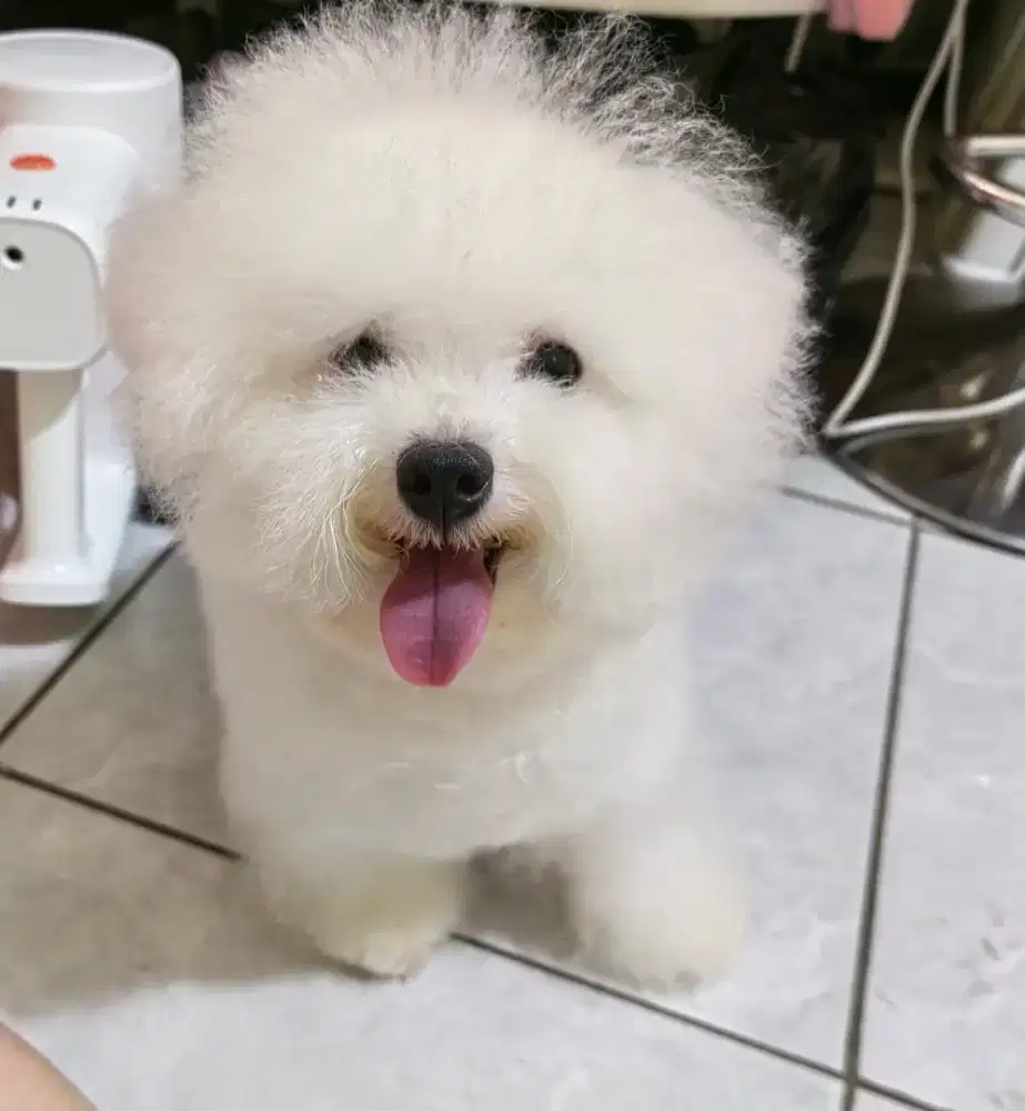 Mini Bichon Female