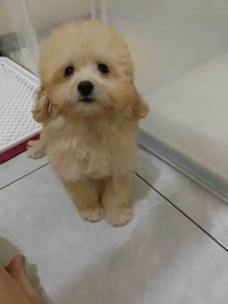 Poodle tiny Female