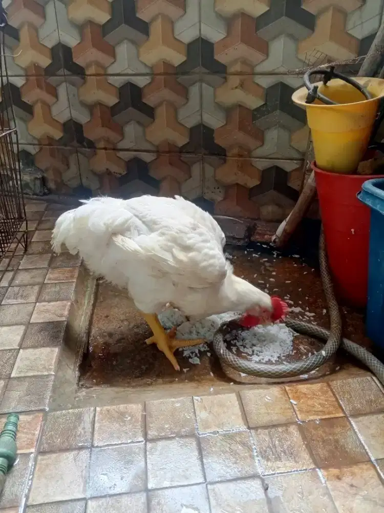 Di jual ayam boiler