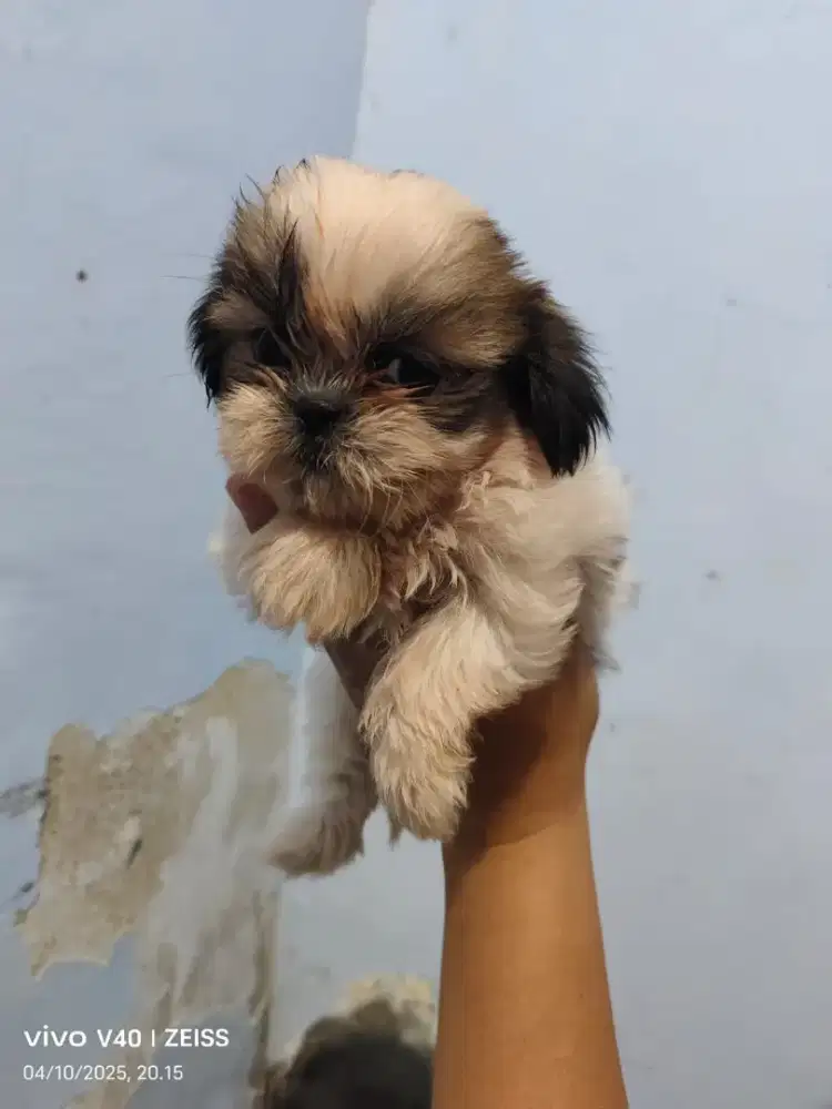 Anak anjing shihtzu pure