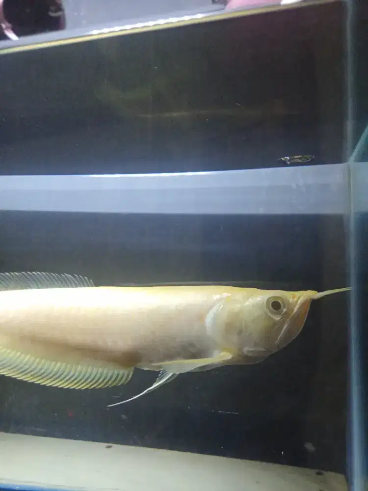 Kali ada yg mau nerusin ngerawat arwan albino