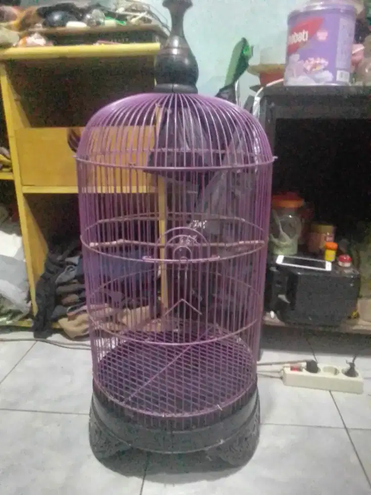 Kandang kapsul masih OK di BSD