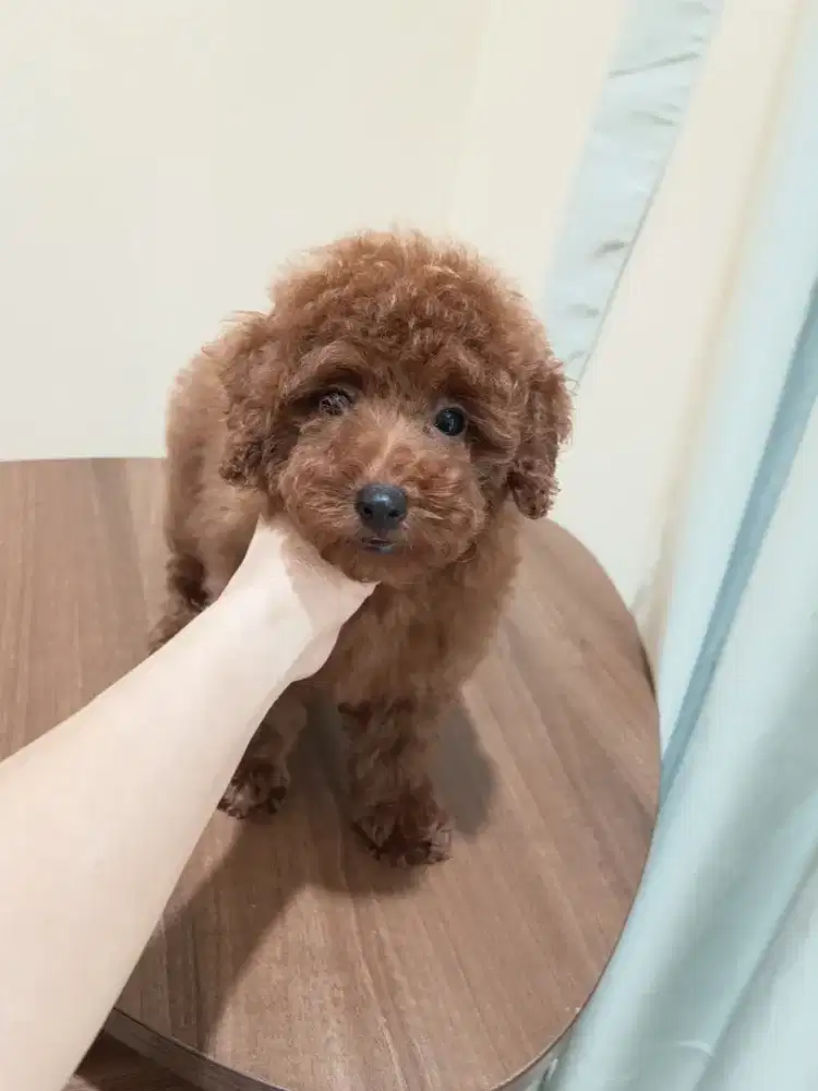 red toy poodle male dan female