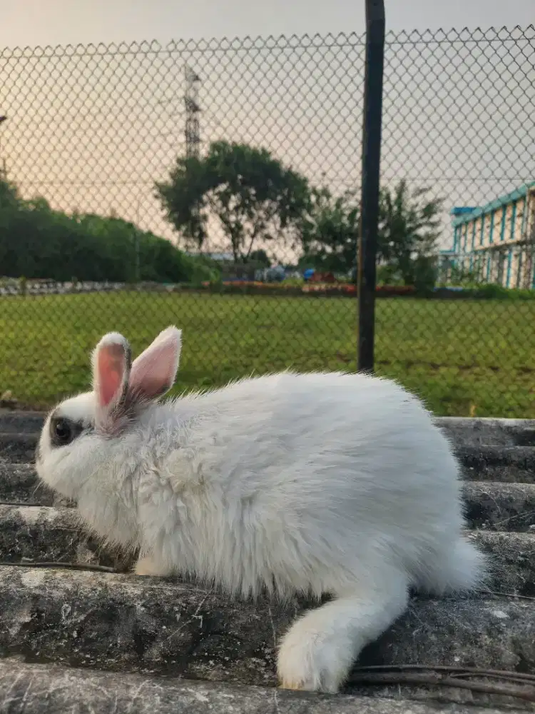 Kelinci ND Pet 6 bulan