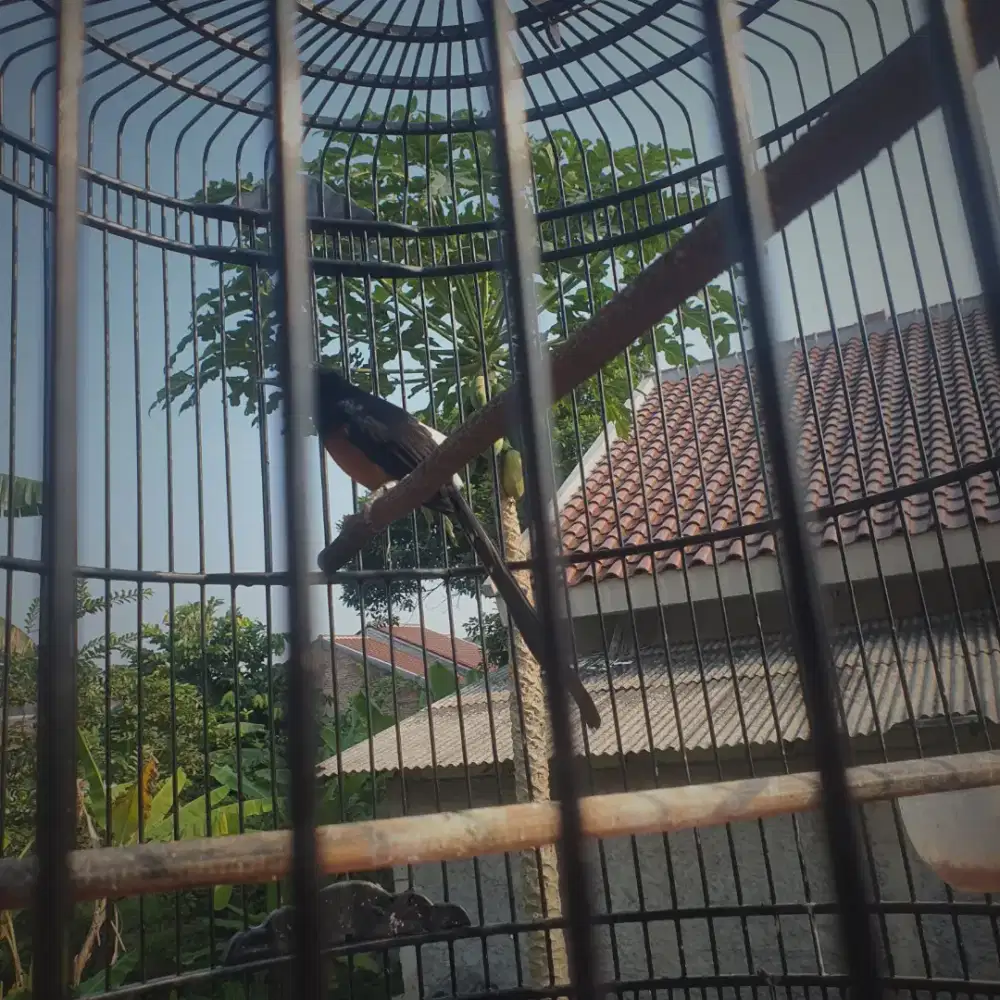 Muray batu noktah ekor hitam ekor panjang