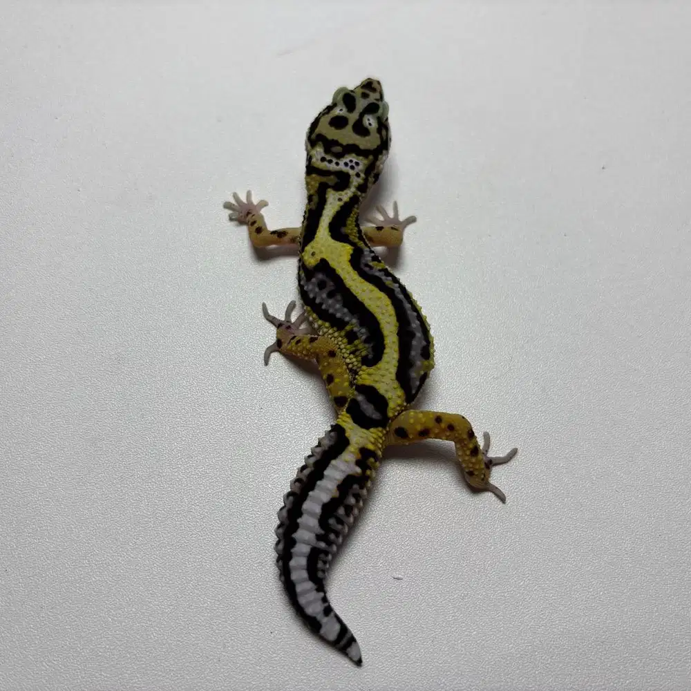 Gecko Bold Stripe PH T Betina