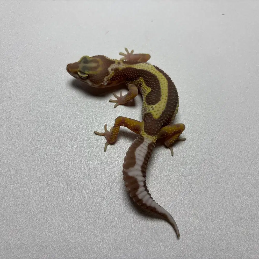 Gecko Tremper Bold Stripe Jantan