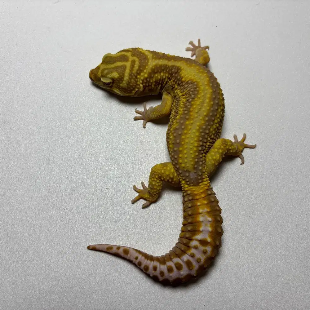 Gecko Tremper Bold Stripe Jantan