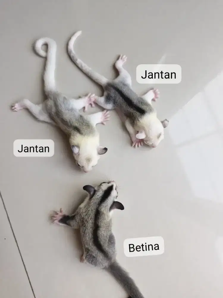 Baby Sugar Glider 3 minggu